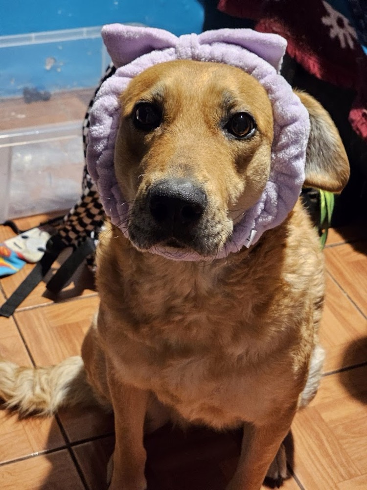 Kima con su cintillo