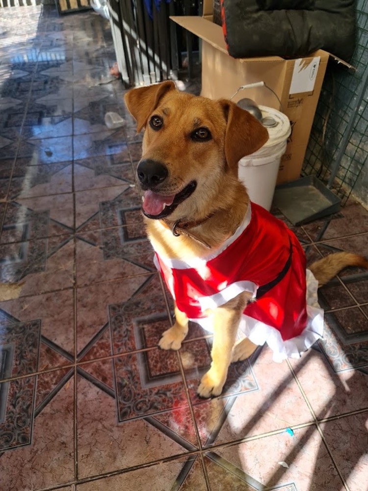 Kima en Navidad