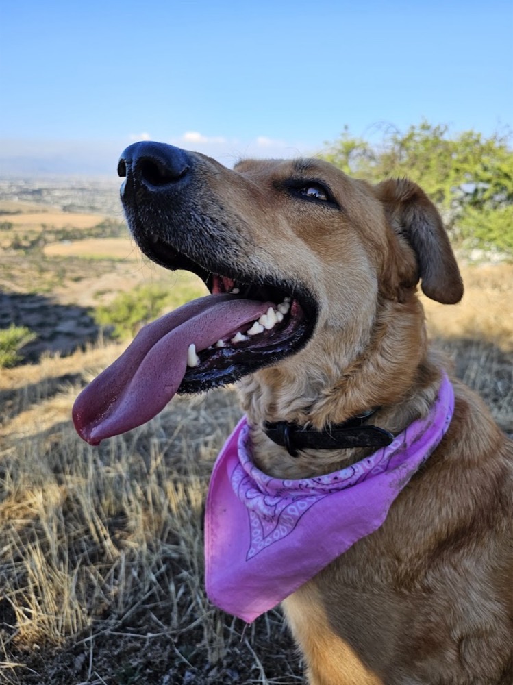 Kima mirando el horizonte con su pañuelo morado