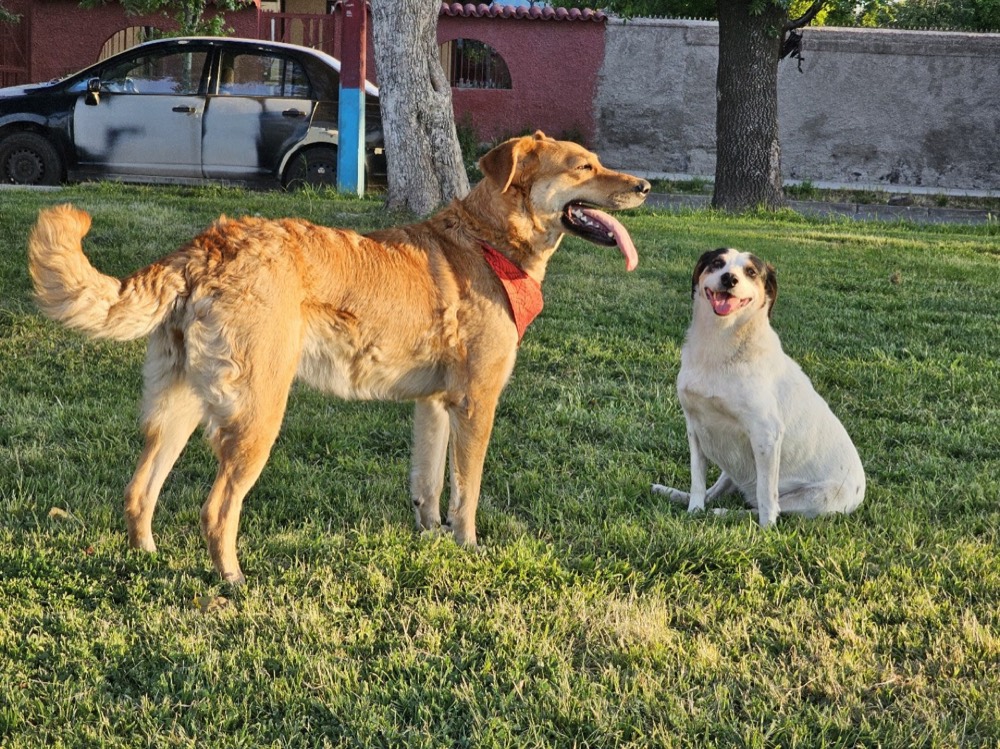 Kima jugando en la plaza