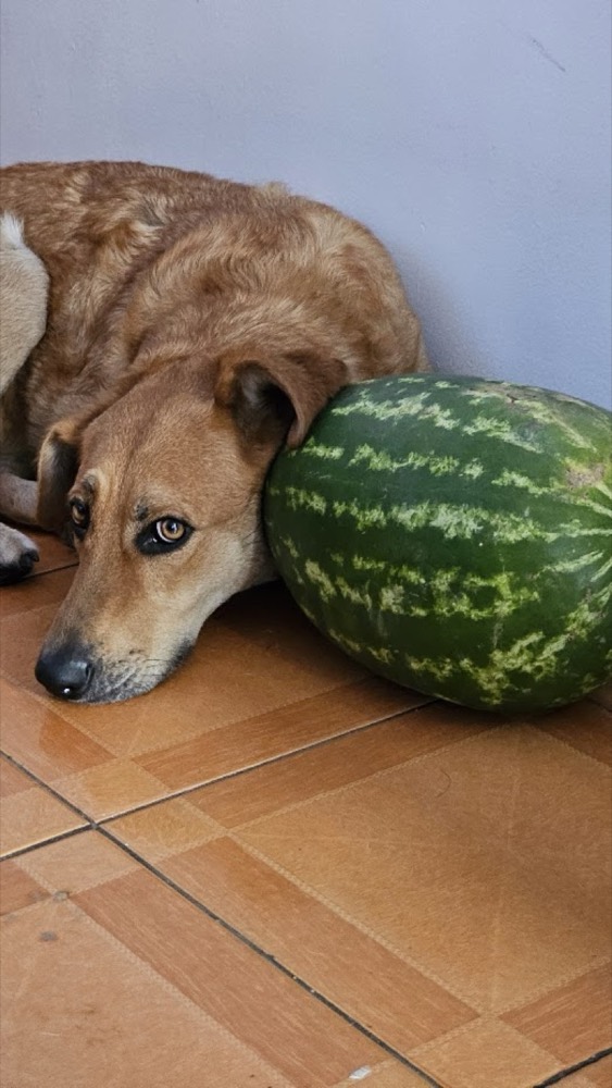Kima junto a una sandía